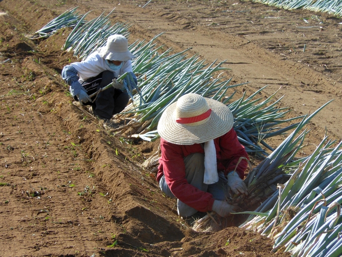 松本一本ねぎの植え替え